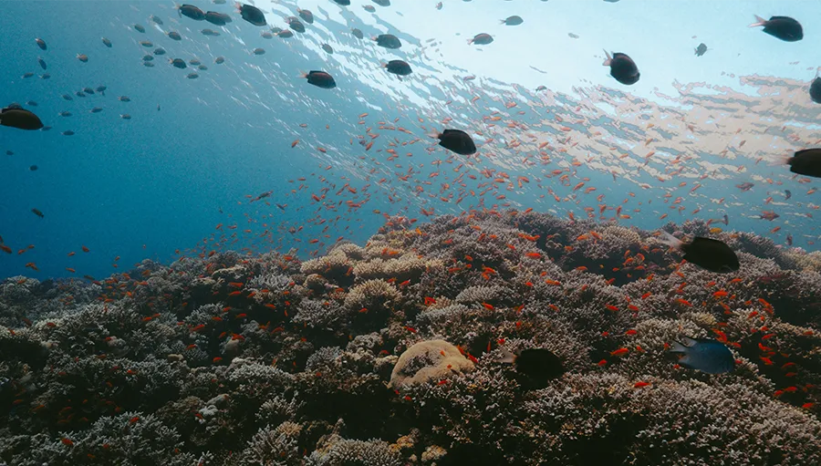 dahab immersion | ocean retreat